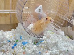 -Pets First伊珊娜洗护·精致美容·家庭式寄养(新会路店)