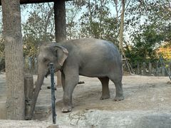 -清迈夜间动物园