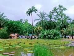 -中国科学院西双版纳热带植物园