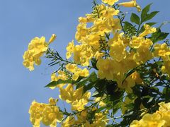 -槟城街头艺术街区