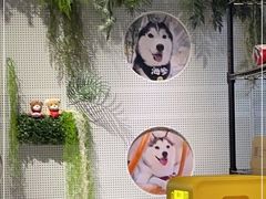 -Husky Go! 哈士奇体验馆·宠物咖啡厅狗咖