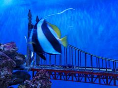 -太平洋海底世界