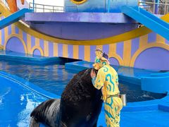 -海合安天津极地海洋公园
