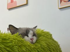 -有喵·猫咖·狗咖·30几只猫10只小狗(岗厦店)