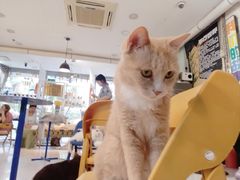 -平行世界·猫咖(首经贸店)
