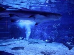 -成都浩海立方海洋公园