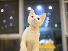 -柚子猫舍·精品猫舍购猫·猫咪认养·购宠·宠物店