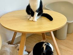 -有喵·猫咖·狗咖·30几只猫10只小狗(岗厦店)