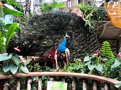 -正佳雨林生态植物园