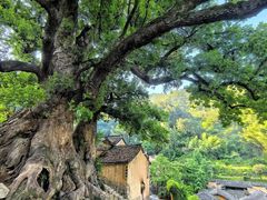 -杨家堂村