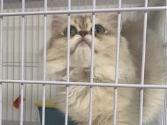 -喵百万·布偶·蓝金金渐层英短·猫舍(百子湾店)