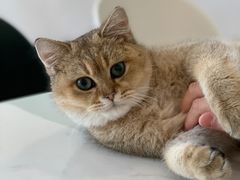 -飞行喵MR PILOT|猫舍·猫咖(静安大融城店)