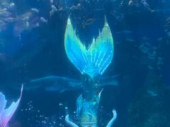 -海合安成都极地海洋公园