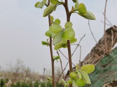 -汉长安城未央宫国家考古遗址公园