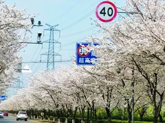 -高东镇樱花园
