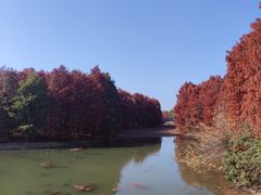 -上海海湾国家森林公园