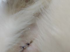 -伟伟宠物医院·瑞派猫友好医院·猫科(光谷店)