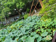 -上海醉白池公园
