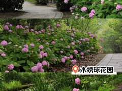 -上海共青森林公园