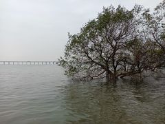 -宝安西湾红树林湿地公园