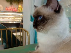 -喵喵咪呀布偶猫咖(春熙路店)