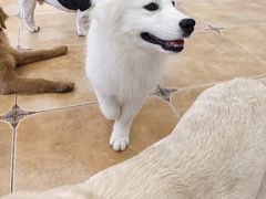 -Let's go狗咖·猫咖·奶狗·桌游(春熙路IFS店)