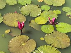 -国家植物园南园