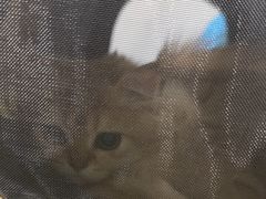 -佳雯宠物医院·皮肤科·内外科(春晓路分院)