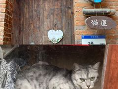 -小洲村