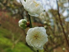 -桃花涧