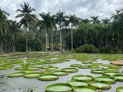 -中国科学院西双版纳热带植物园
