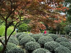 -十八棵（老龙井）御茶园(老龙井店)
