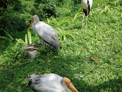 -吉隆坡雀鸟公园