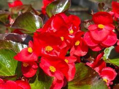 -广州白江湖森林公园