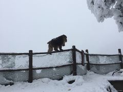 -峨眉山风景名胜区