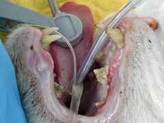 -瑞派康怡24h宠物医院·犬猫医疗中心·微创绝育(瑞景分院)