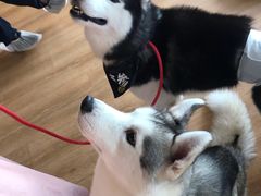 -Husky Go! 哈士奇体验馆·宠物咖啡厅狗咖