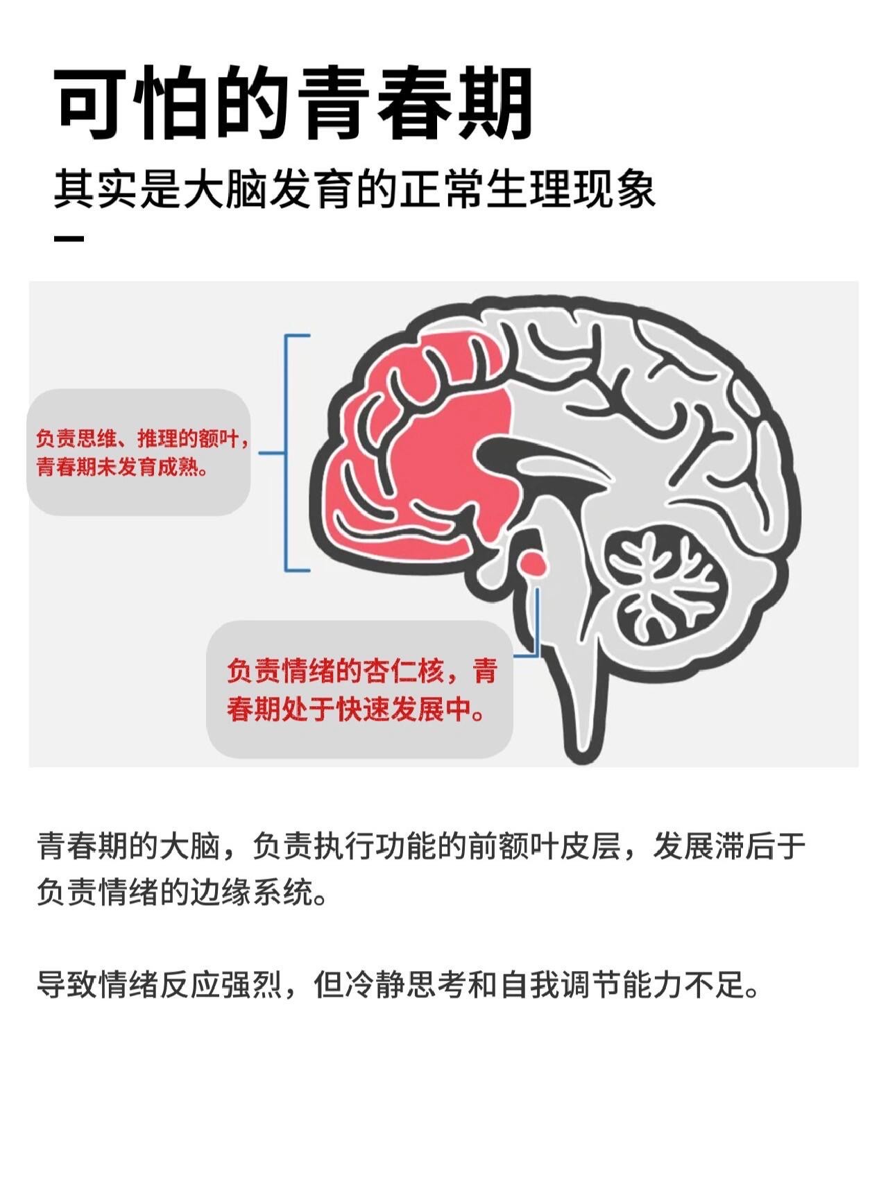 大脑发育 进程图片