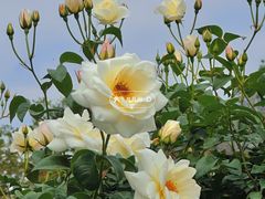 -人民公园(罗湖区)