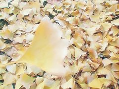 -三里屯东五街银杏大道