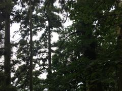 景点-天目山大树王景区