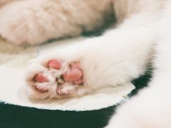 -瞄一喵猫咖(格力海岸店)