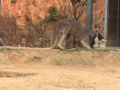 -泉州海丝野生动物世界