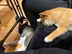 -more than meow吴止猫主题餐厅(承德 中船汇店)