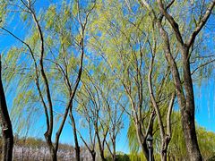 -大兴滨河森林公园