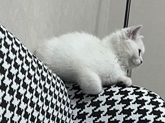 -欣宠猫屋·矮脚拿破仑·蓝金金渐层