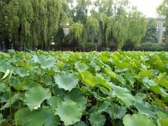 -四川大学(望江校区)