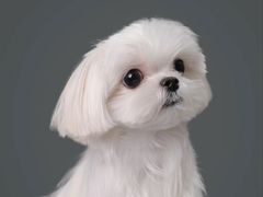 -萌宠之家·腊肠犬·马尔泰·小体犬舍