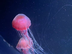 -欢乐海岸海洋奇梦馆