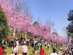 -龟山风景区-龟山电视塔